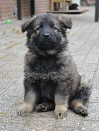 Guusje