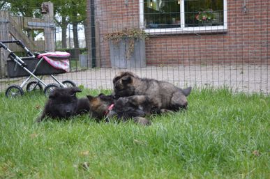 Lekker spelen in het gras
