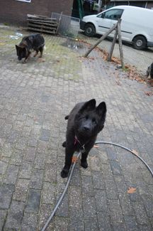4 maand