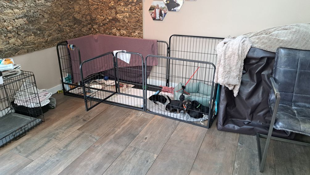 Deze Week kregen de pups meer ruimte