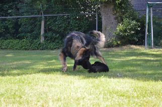 Spelen met Oscar