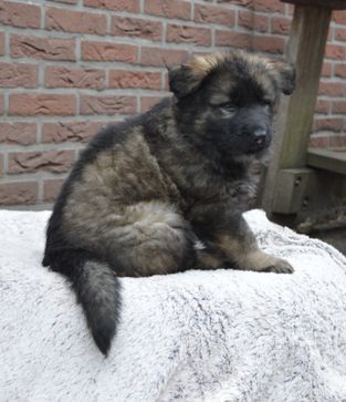 Floortje Guusje