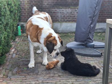 Kennismaken met Molley