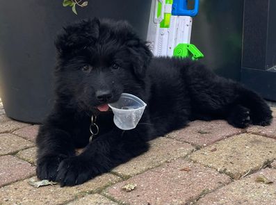 Zoey Josje van de Hoogenweg (10)