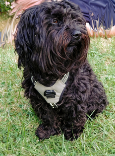 Bolonka Zwetna Hund