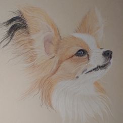 Hundezeichung Hundeportrait Tierliebe Tierzeichung