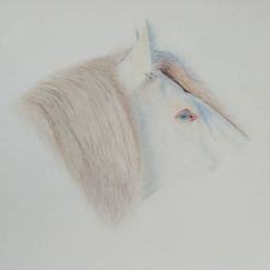 Pferd Pferdekopf Pferdezeichung Pferdeliebe