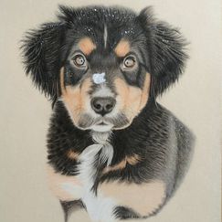 Hundezeichung Hundeportrait Tierliebe Tierzeichung