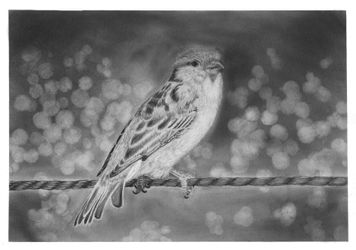 Spatz