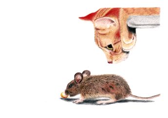 Katze Kunst Maus Katzenzeichnung Tierzeichnung