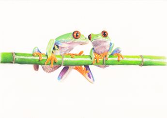 Frosch Frösche Zeichung Laubfrosch