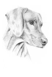 hund3