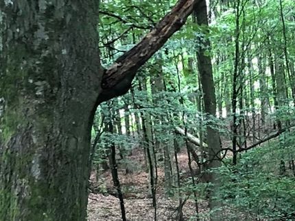 Lisbjerg skov - i skovens dybe, stille ro.