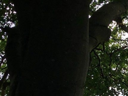 Fra udsigtstårnet - ca. 1 km inde på ruten, når man starter i Snaptun, med udsigt til Endelave færgen og Hjarnø i baggrunden.