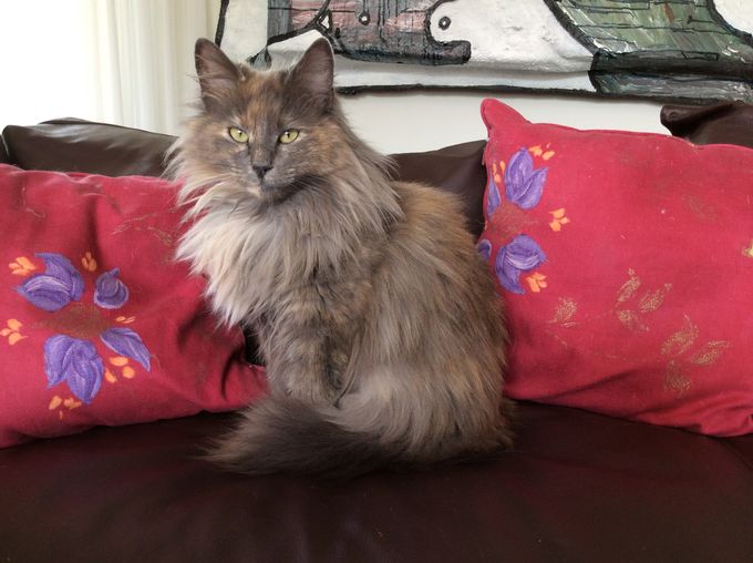 Dit is CH Pauline-Petia vom Strukhof, onze Duitse prinses in een vachtje. Pauline heeft inmiddels twee nestjes gehad en is een super moeder. Ze is heel zorgzaam en zal niet snel afscheid nemen van haar kinderen. Haar kittens wonen inmiddels in Nederland, Duitsland en België.