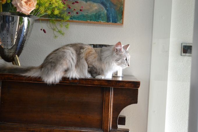 Dit is Molde Frajerriks Smykkeskrin oftewel Mollie