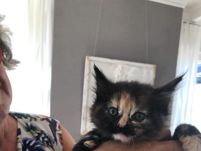 Het is een eigenwijze dame met mooie lynxpluimpjes op de oren