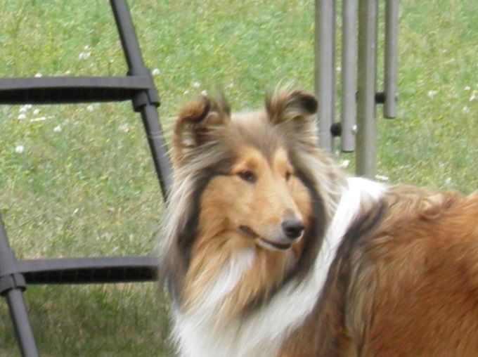 Cloë van Broenshoof.
Geboren 09-08-2005.
Overleden augustus 2015 
Cloë heeft ons het eerste nestje gebracht.
Het Andre Hases nest daar hebben wij Droomland van het Melkmeisje uit gehouden.
Cloë is in 2011 verhuist naar de ouders van Silvia Lammers en heeft daar haar laatste jaren mogen doorbrengen.
Helaas hebben we van haar geen tweede nestje mogen krijgen.
Wij hebben haar herplaatst omdat wij in een gebied wonen waar veel oefeningen van het leger zijn en daar kon Cloé niet mee leven. we hebben haar een rustiger plekje gegund.