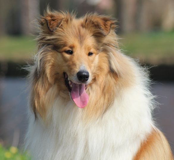 Olilly van het Melkmeisje
Vader Kylian van het Melkmeisje
Moeder Magic Highland's Golden Summer
HD A1
MDR +/+
DM NM/N drager
