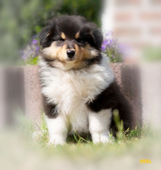 Wunderful Senna van het Melkmeisje