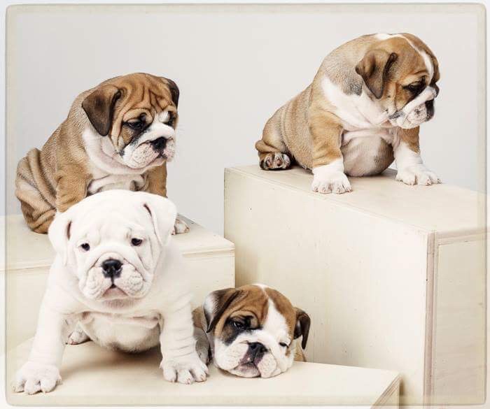 Pups uit de combinatie Odette en Pablo, geboren op 11/06/17