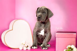 Bruin