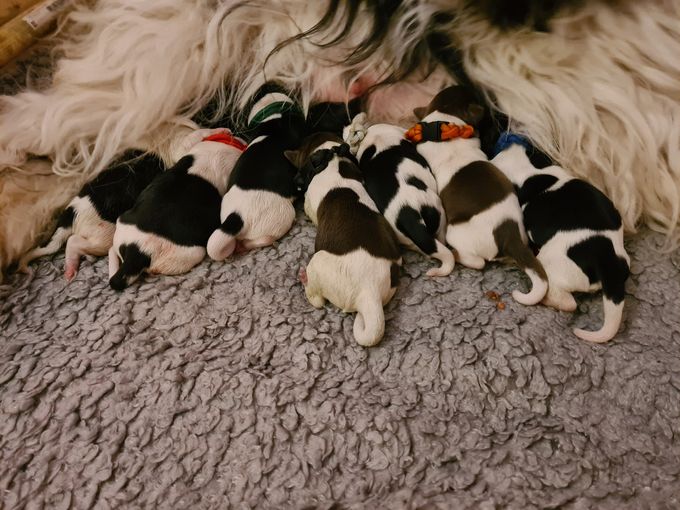 McLiam's Greta och Asslahundars Diviga-Dandy Fick 7 valpar den 11/5 2022
Mamma&valpar mår bra 