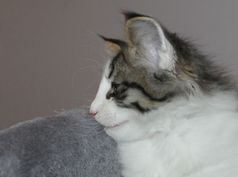 Diesel-08_05