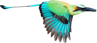 Klokvogel Yucatan