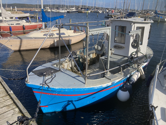 Mytilus i Brejning Havn