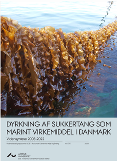 Dyrkning af sukkertang som marint virkemiddel