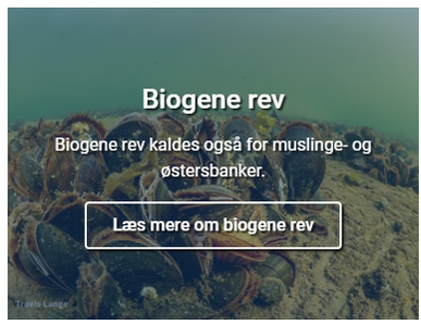Biogene rev