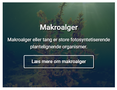 Makroalger