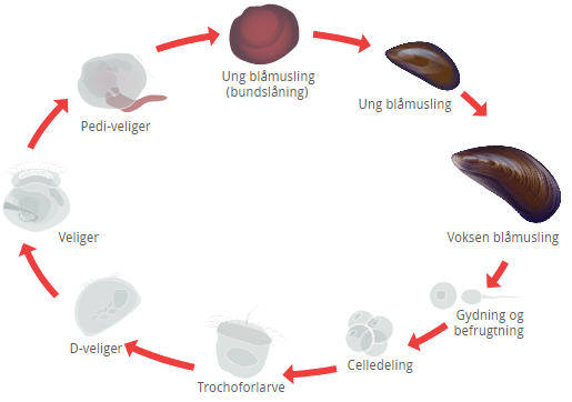 Muslingwers formering