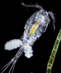 Plankton