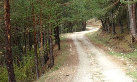 pistes de forêt