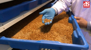 Kweken van meelwormen / insecten