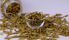 Kweken van meelwormen / insecten