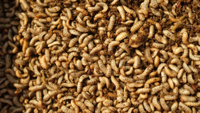 Eetbare insecten / entomologie