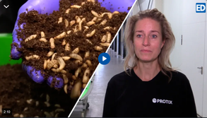 Kweken van sprinkhanen / insecten