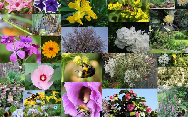 Bloemen en insecten in onze tuin