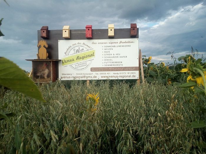 Unsere Werbetafel im Sonnenblumenfeld