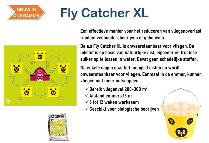 flycatcher