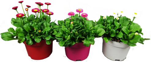 Bellis