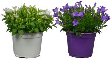 Campanula