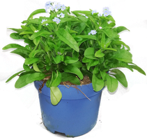 Myosotis