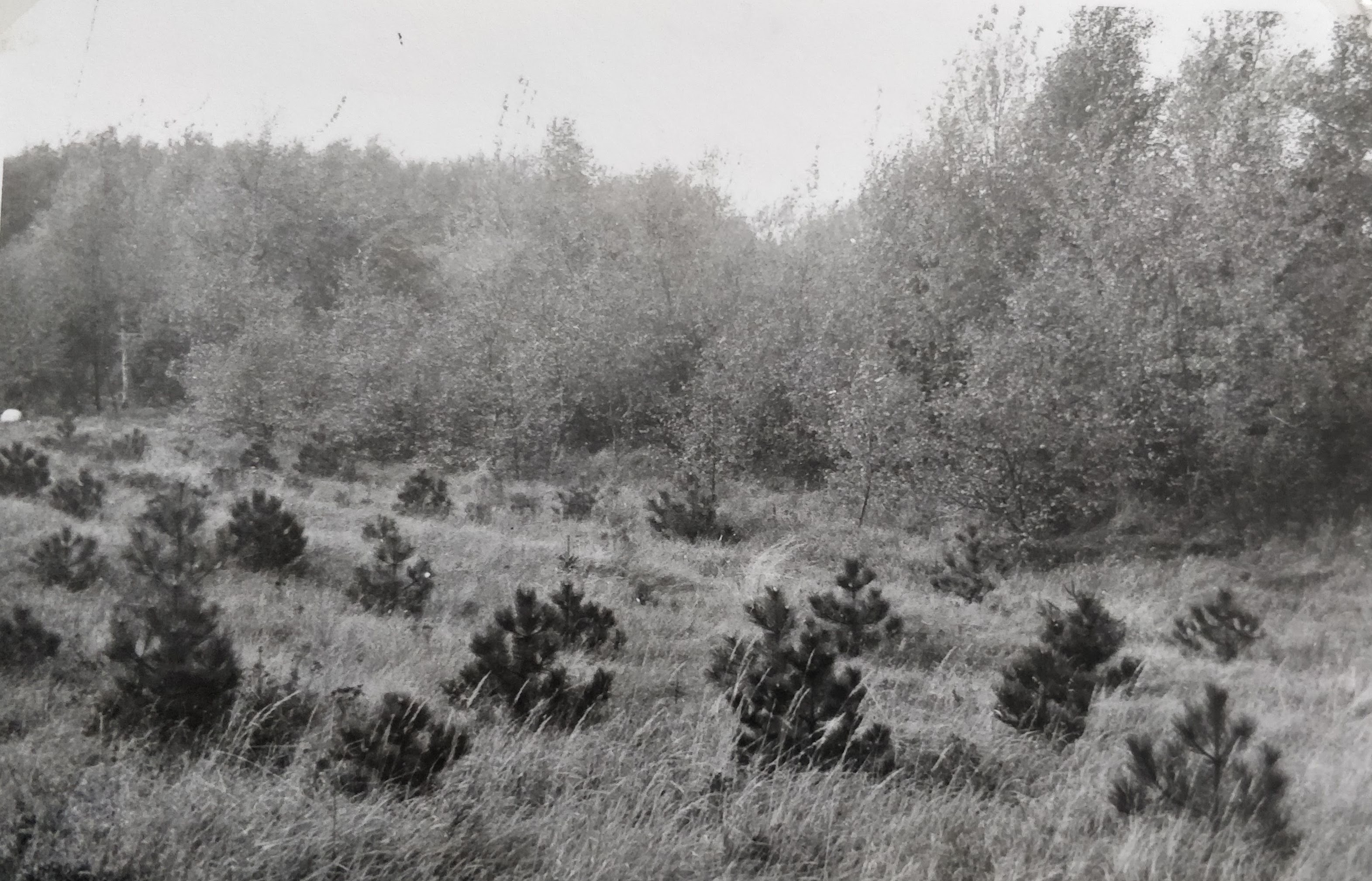 Dæmningen 13 Ubebygget grund mod vest  1963