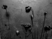 2014 schwarze blumen 1