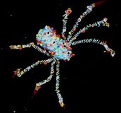 2017 winterspinne mit pumps