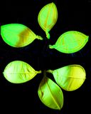 2023 flauscheblumen (2)